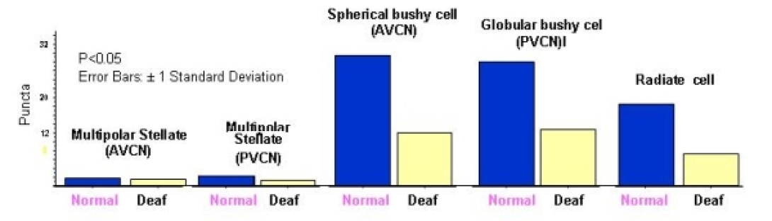 khri_altschulerlab_neurotransmission2