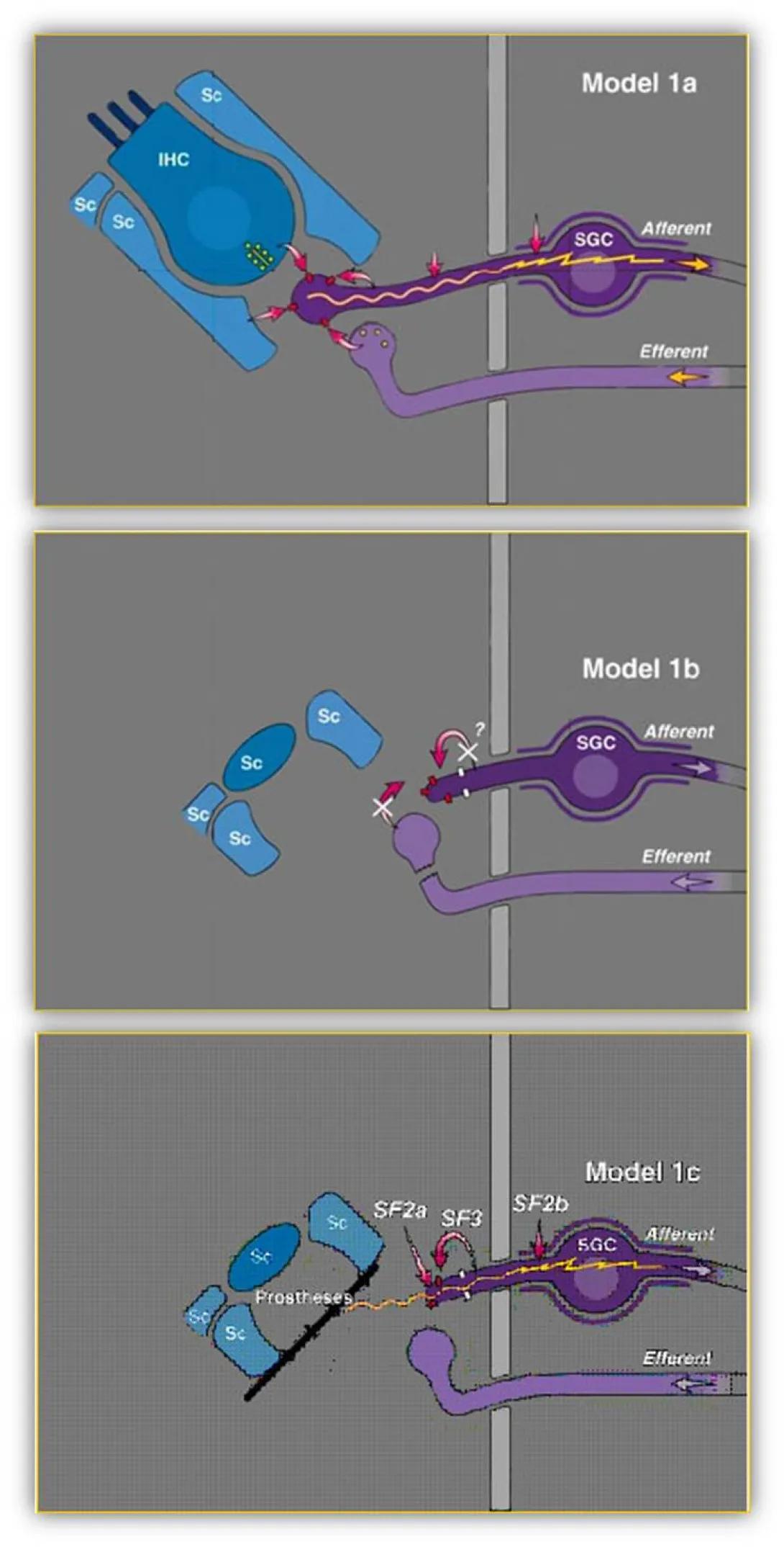 khri_altschulerlab_tissueengineering1