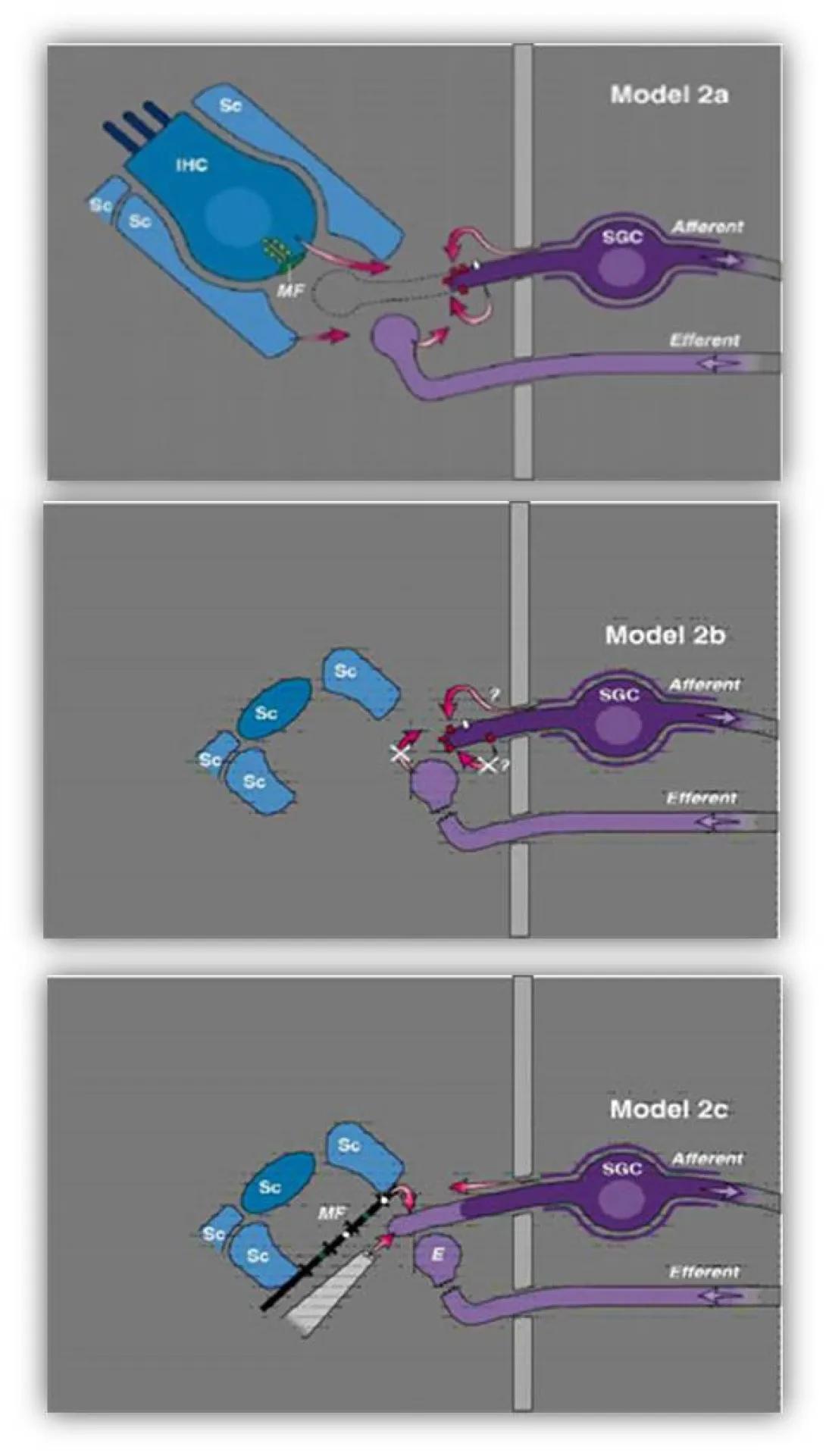 khri_altschulerlab_tissueengineering2