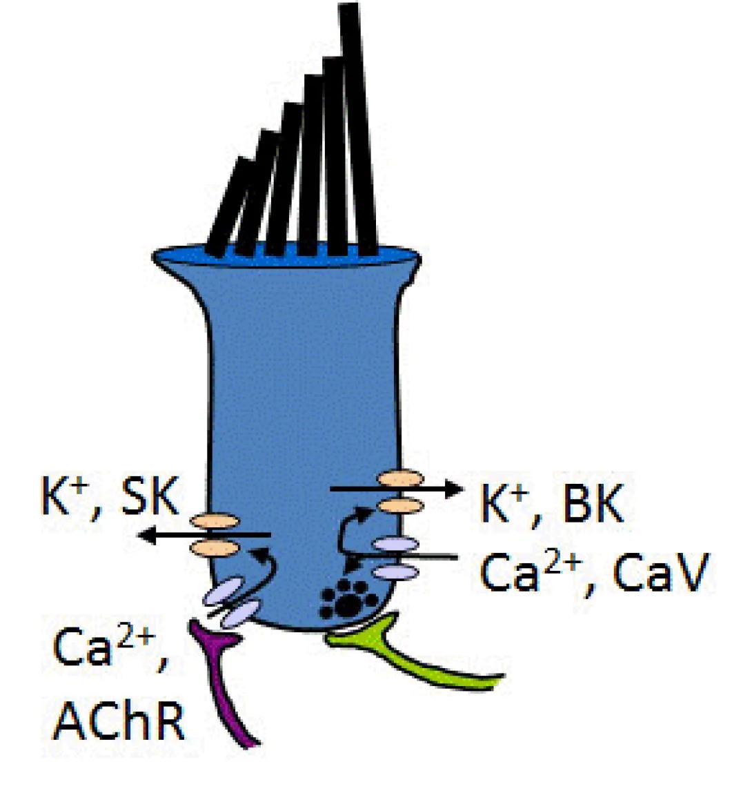 khri_duncan_lipdrafts_figure1_0
