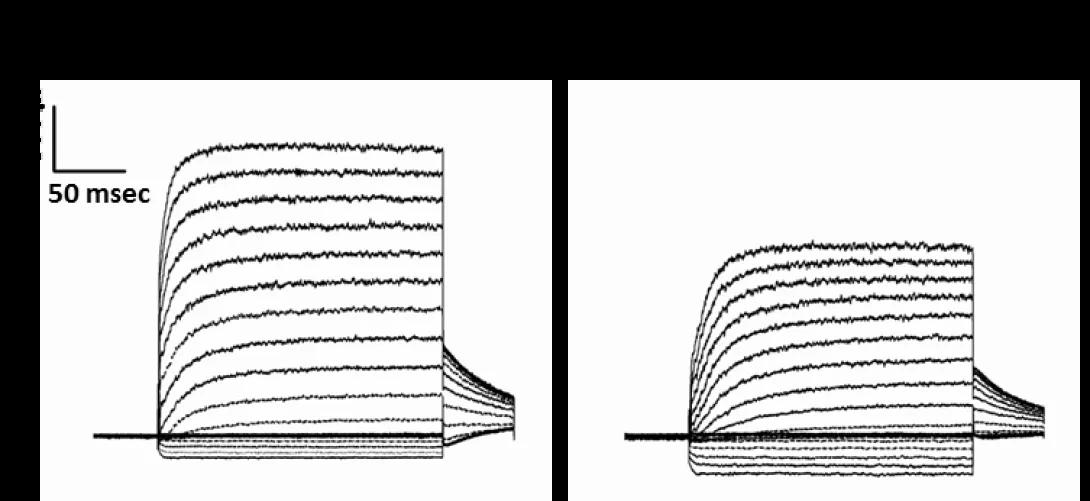 khri_duncan_lipidraft_figure3