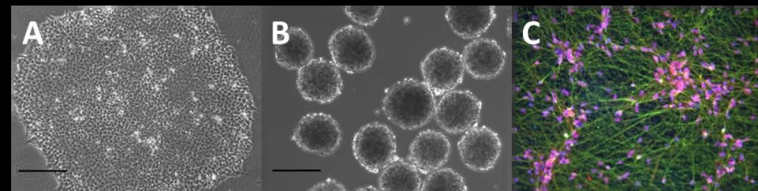 khri_duncan_stemcellregen_figure1