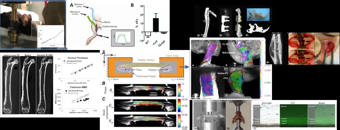 Composite scientific image with bone diagrams, graphs, and medical scans showing various data and visuals related to bone density and structure analysis.