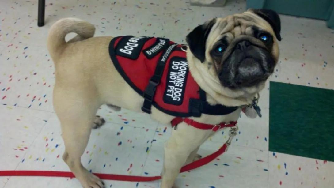 pug dog wearing a service vest