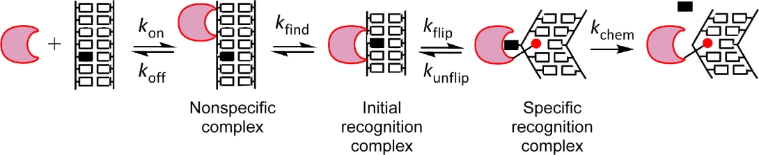 obrien-lab-aag-mechanism