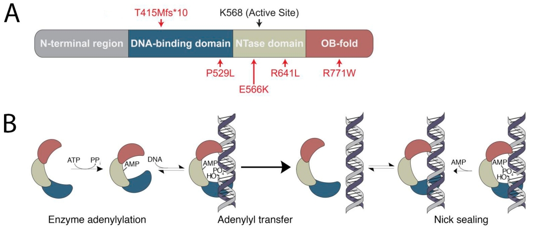 obrien-lab-lig1-mechanism