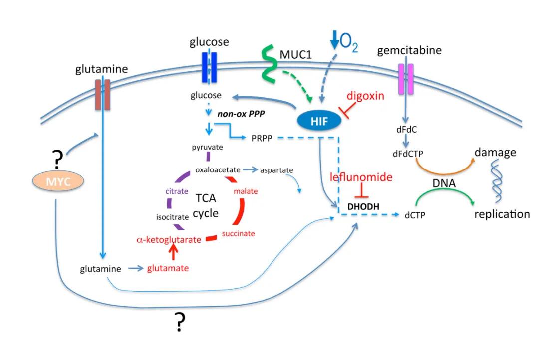 highlighted_in_cancer_cell_2017._muc-king_with_hif_may_rewire_pyrimidine_biosynthesis_and_curb_gemcitabine_resistance_in_pancreatic_cancer