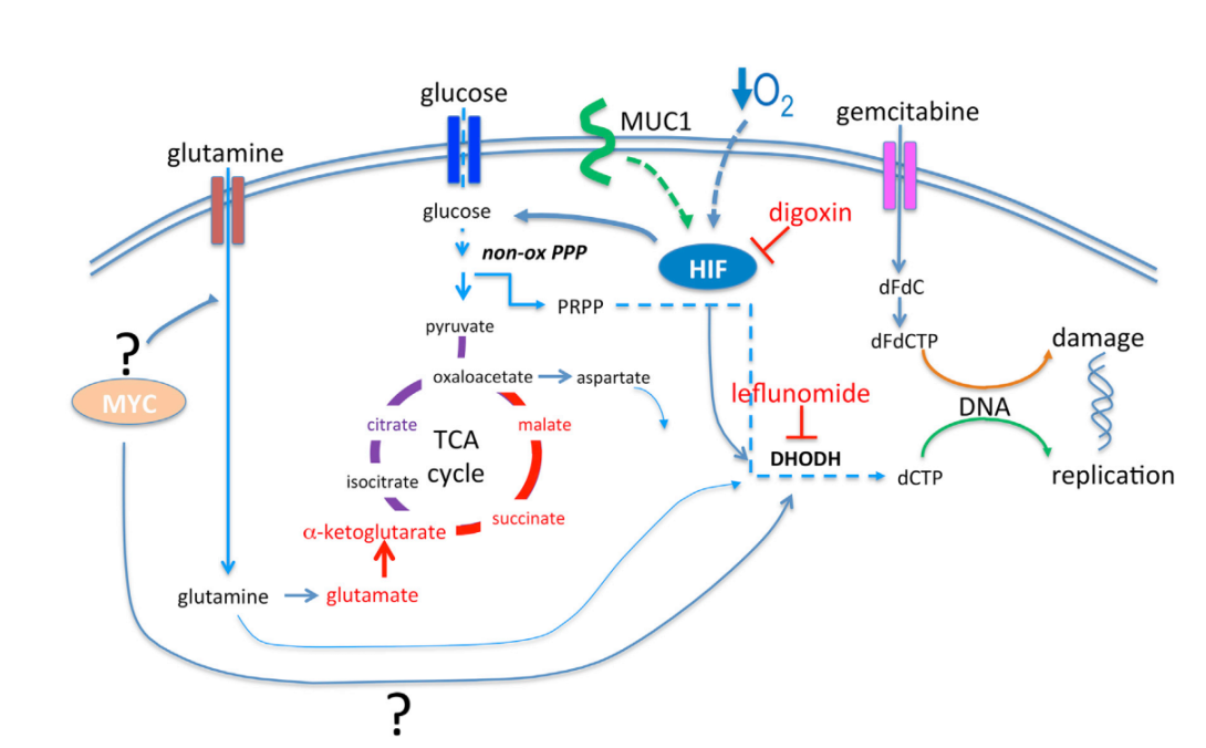highlighted_in_cancer_cell_2017._muc-king_with_hif_may_rewire_pyrimidine_biosynthesis_and_curb_gemcitabine_resistance_in_pancreatic_cancer