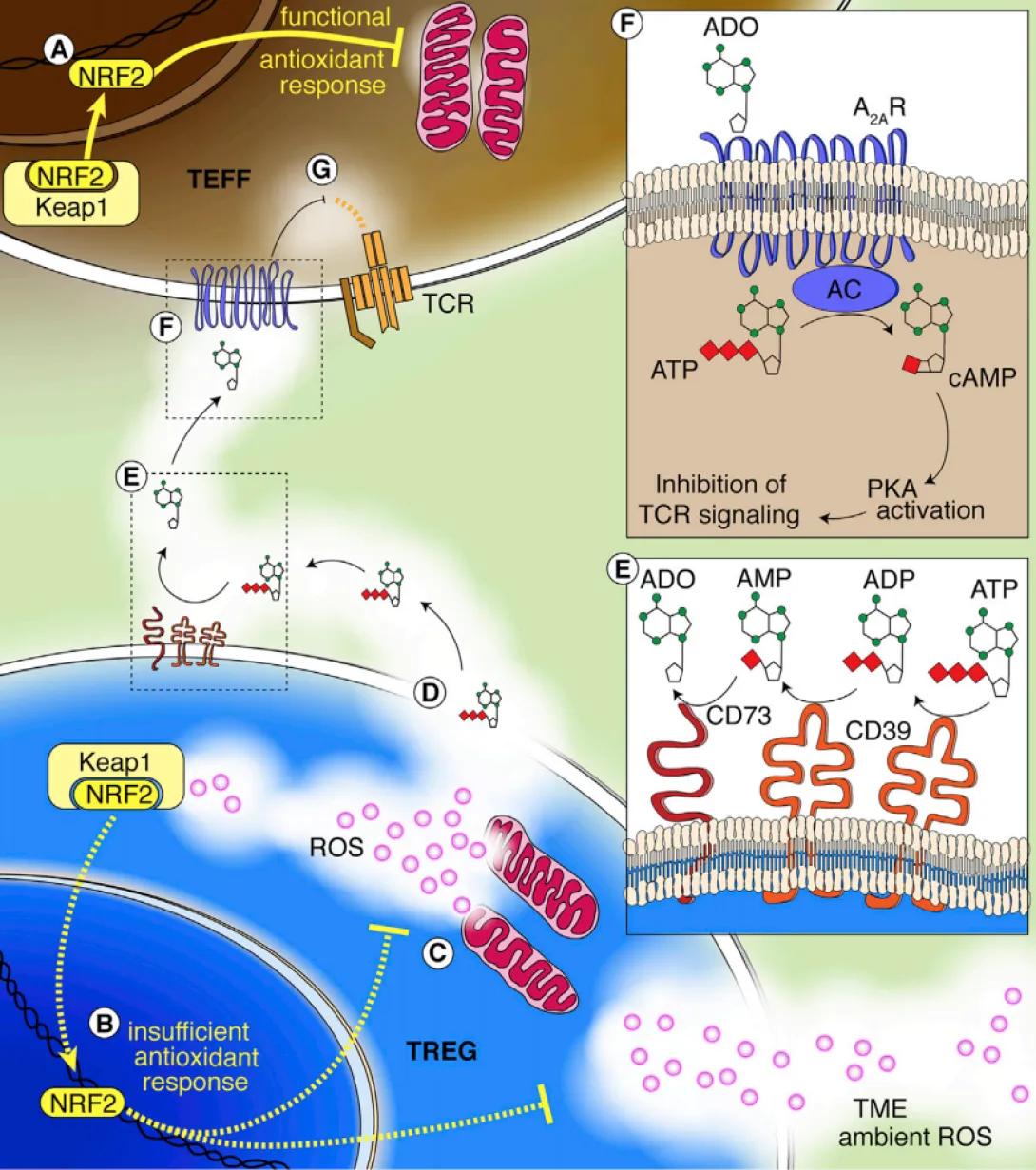 highlighted_in_cell_metabolism