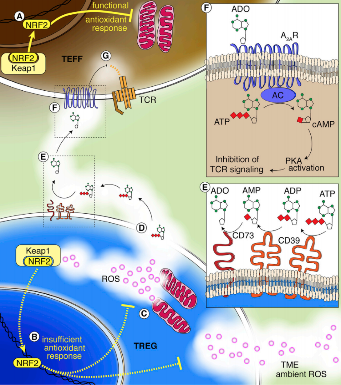 highlighted_in_cell_metabolism