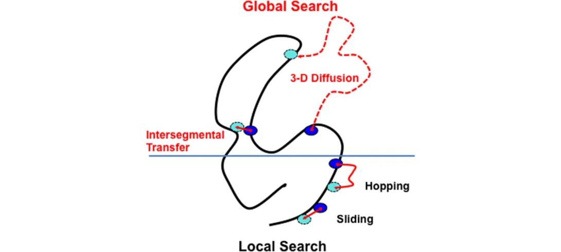 scheme showing facilitated diffusion on DNA