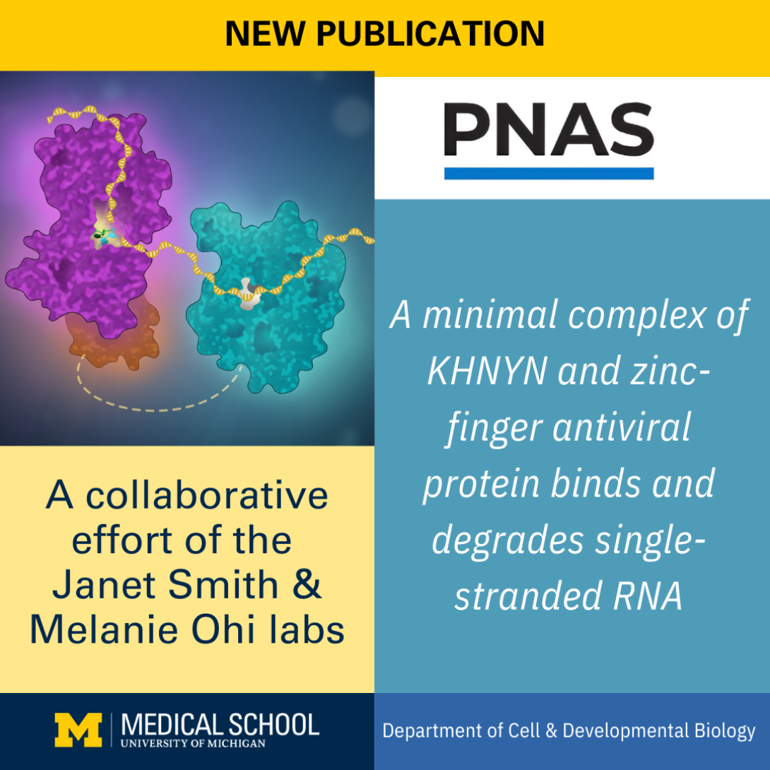 Cell image that encapsulates the discovery made as described in the journal article.