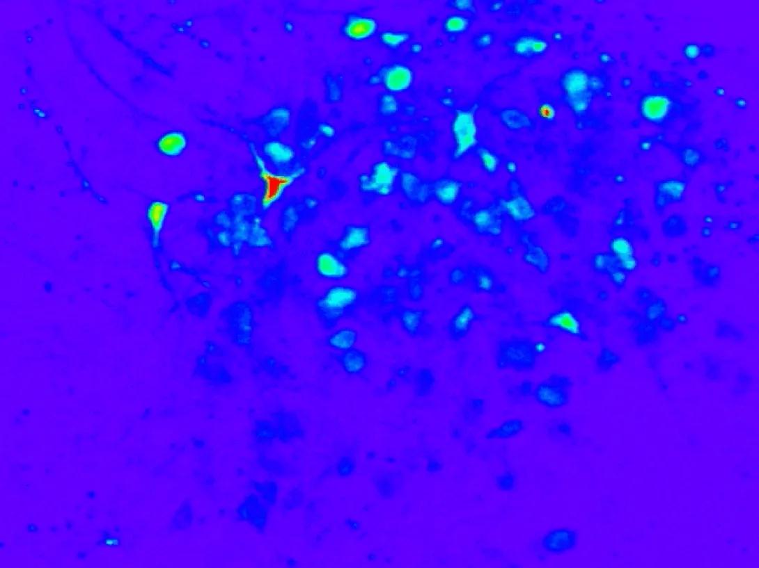 scientific image