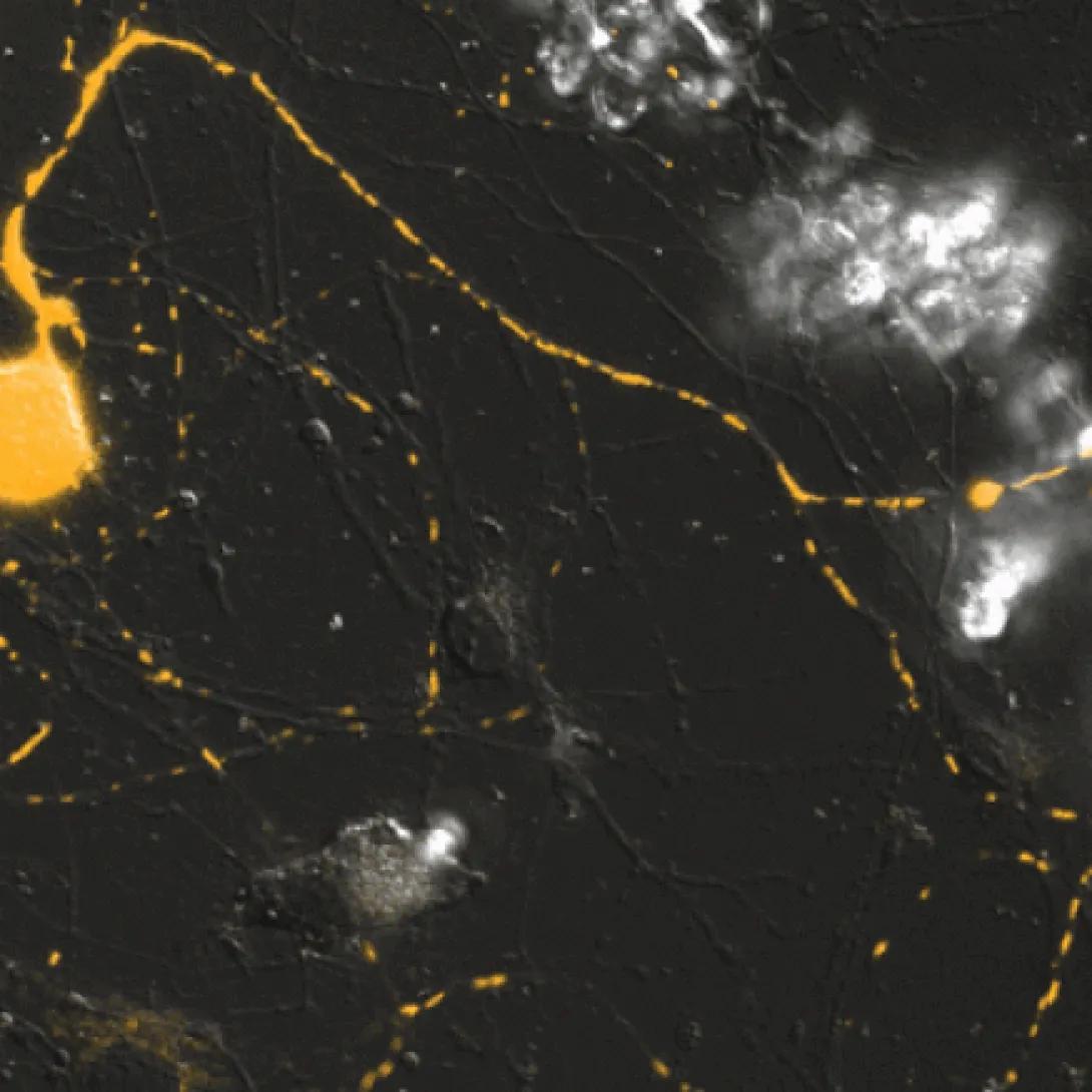 scientific image