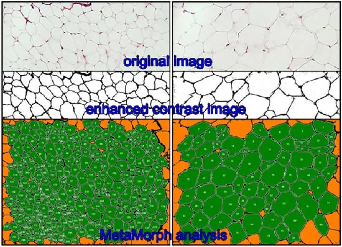 scientific image
