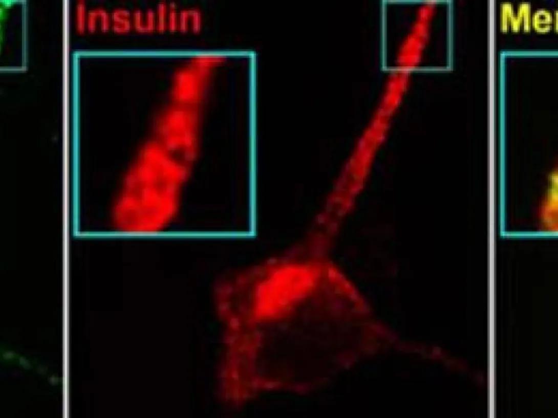 scientific image