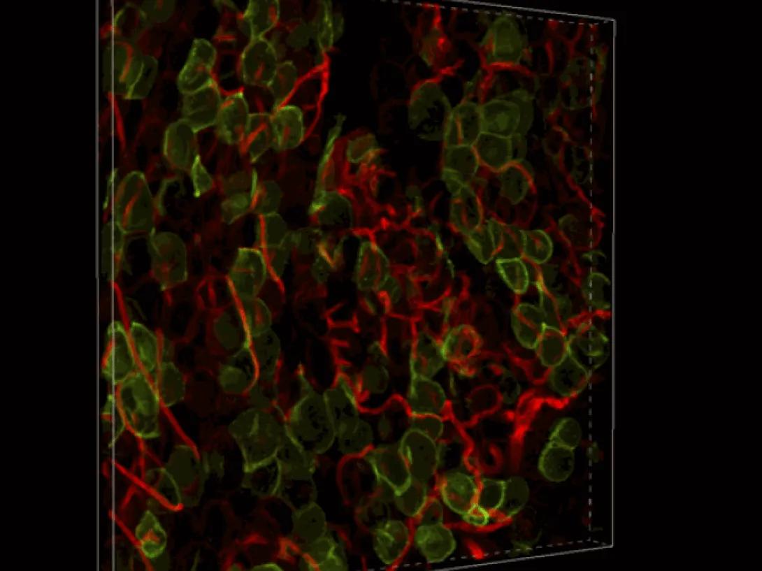 scientific image