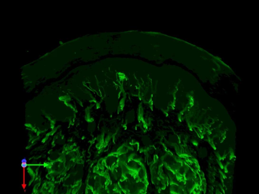 scientific image