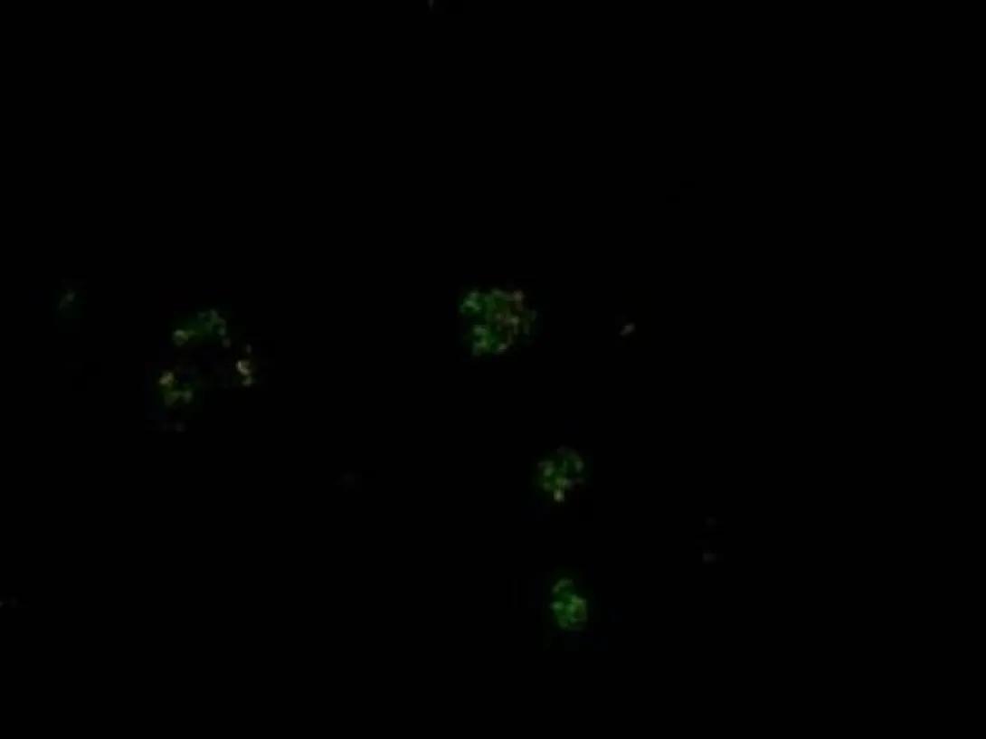 scientific image