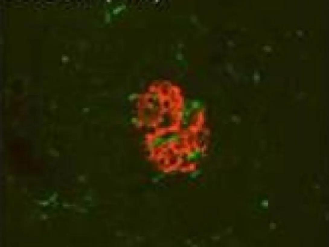 scientific image