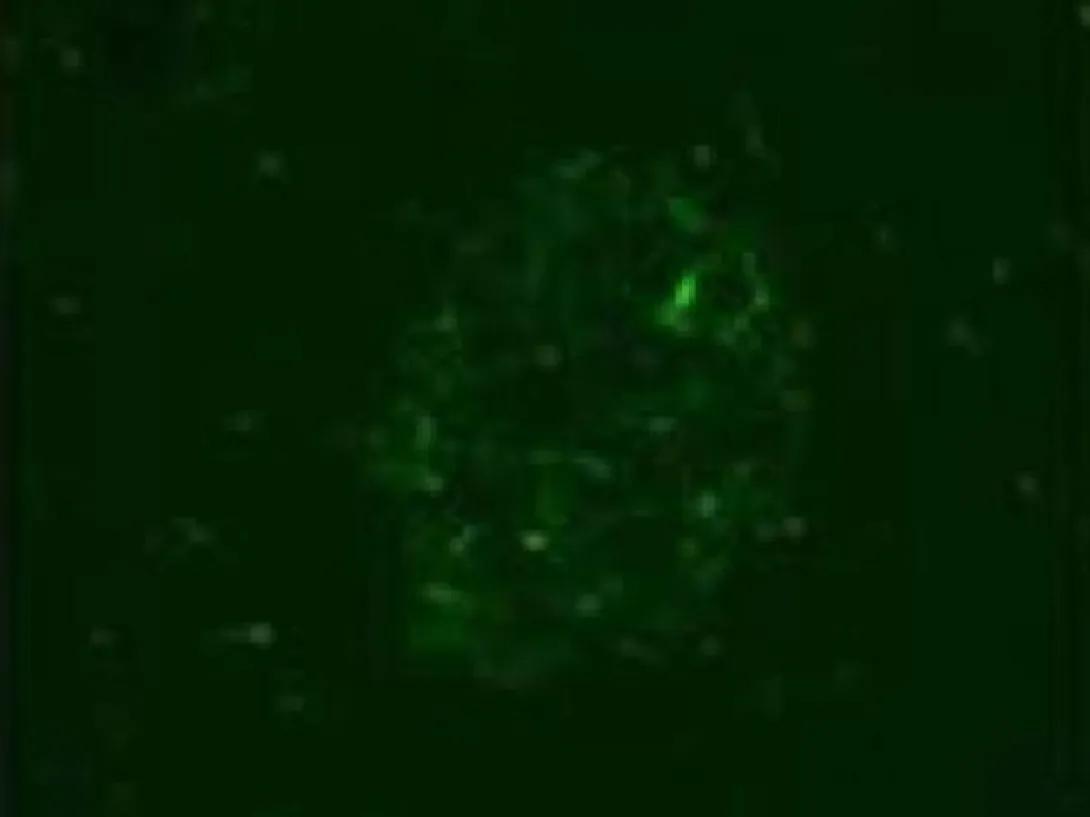scientific image
