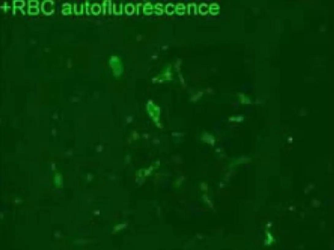 scientific image