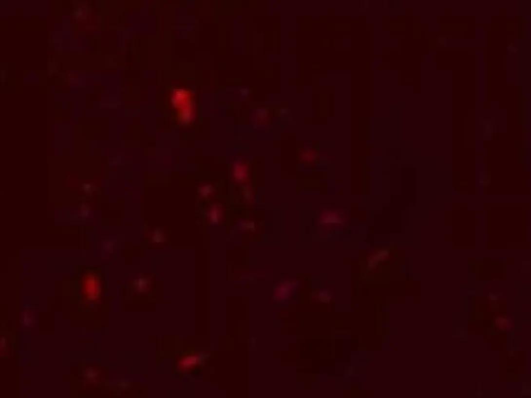 scientific image