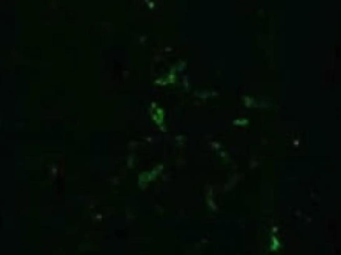 scientific image