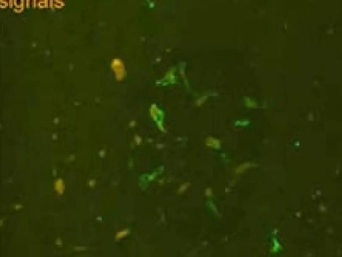 scientific image