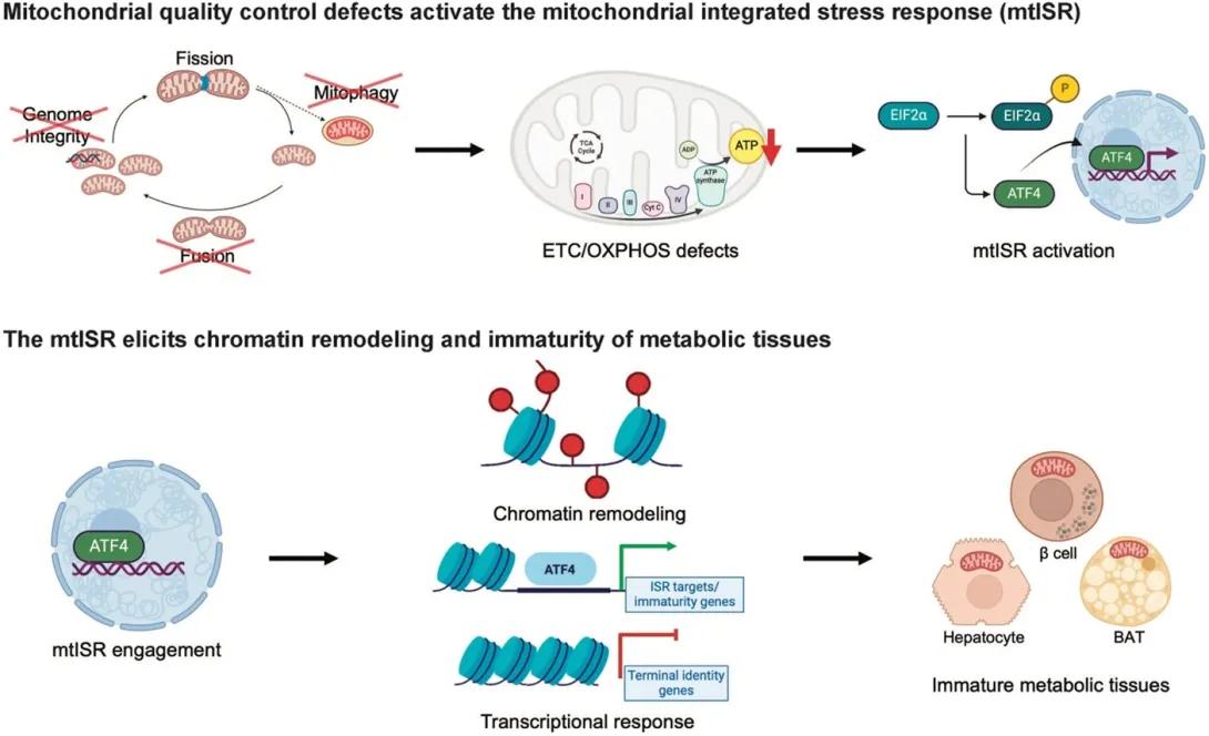 Mitochondrial Quality Control