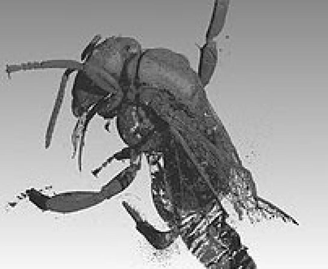 High resolution imaging of other materials is possible with the nano-CT system, such as metals, ceramics, scaffolds, insects, plants, etc.