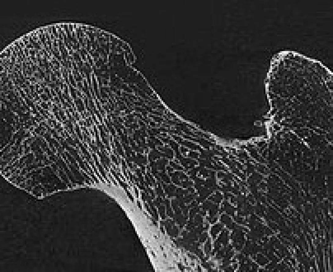 High resolution imaging of ex vivo and in vivo biological materials.