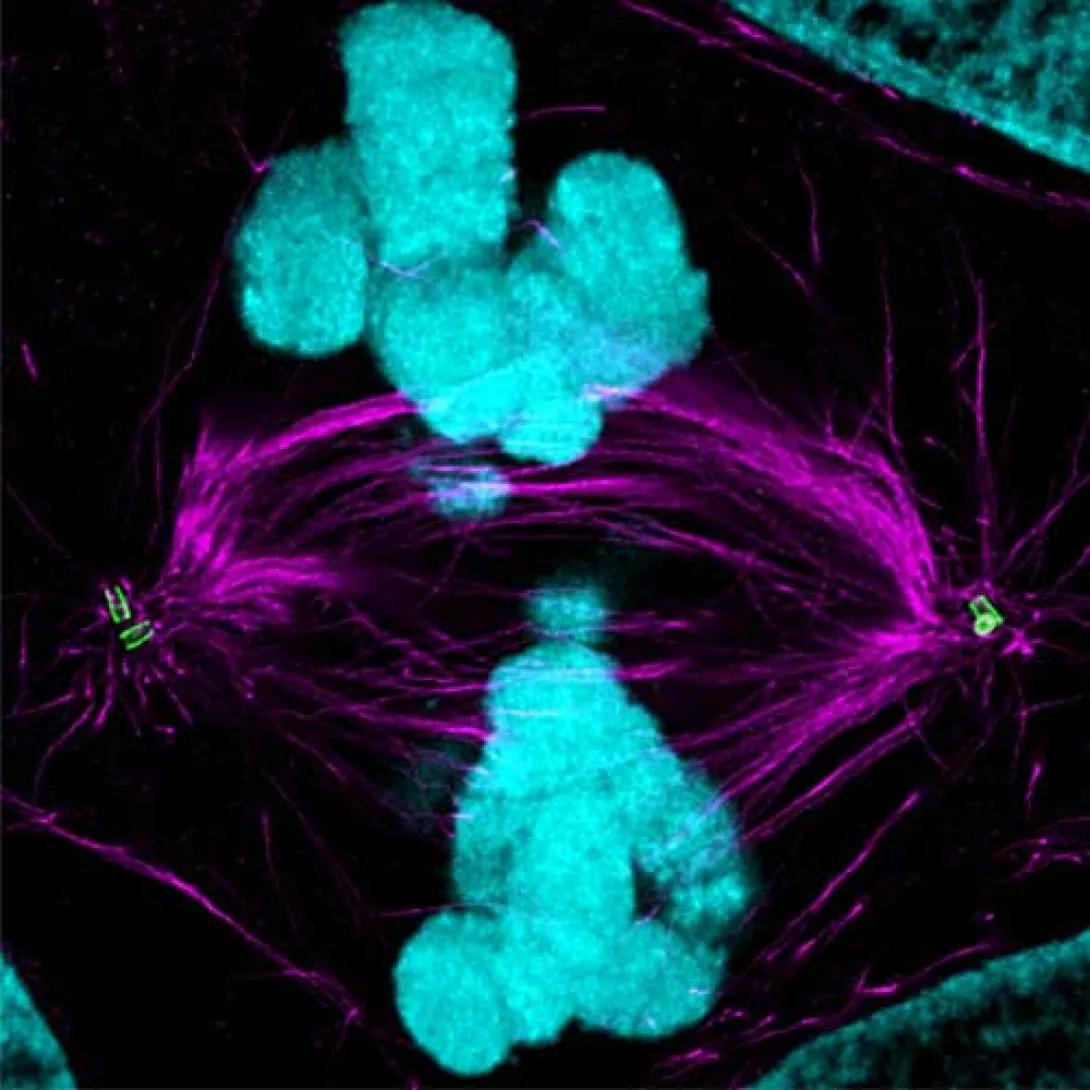 Fluorescent microscopy image of a dividing cell. Bright turquoise regions represent condensed chromosomes, while vivid magenta lines show the microtubule spindle fibers organizing the chromosomes. Green structures mark the spindle poles, highlighting the process of cell division.