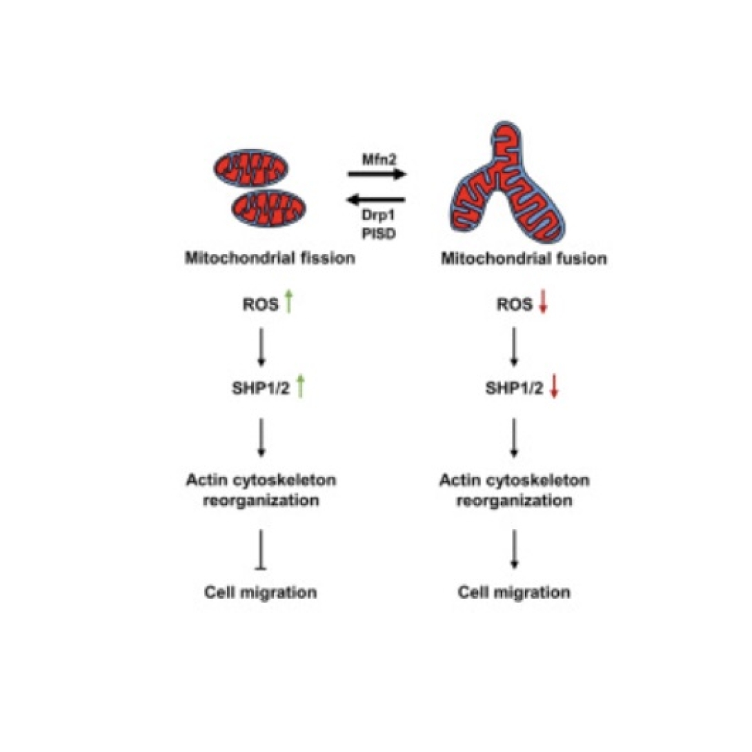 Enhanced mitochondrial fission inhibits triple-negative breast cancer cell migration through an ROS-dependent mechanism