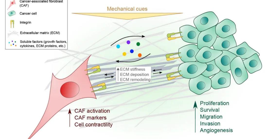 Interactions with the Extracellular Matrix