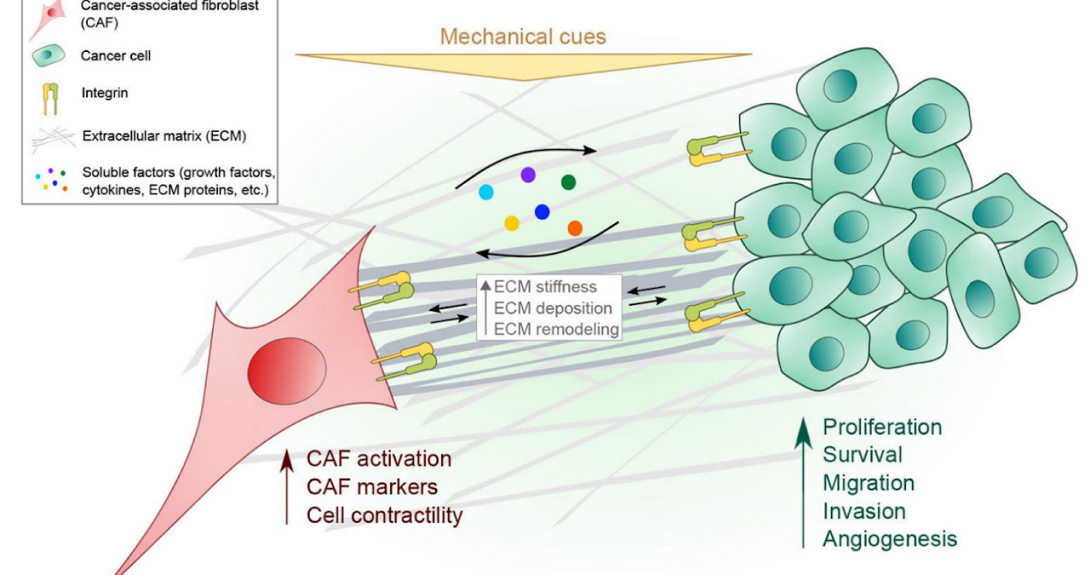 Interactions with the Extracellular Matrix