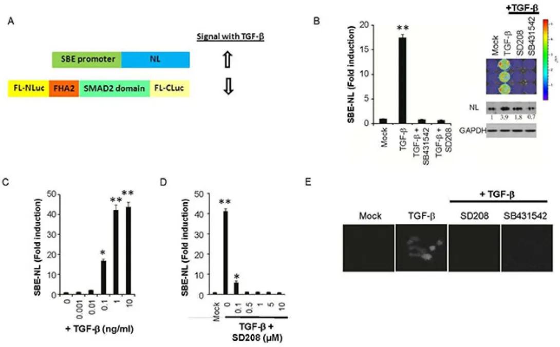 NanoLuc reporter for dual luciferase imaging in living animals. PMID: 24371848
