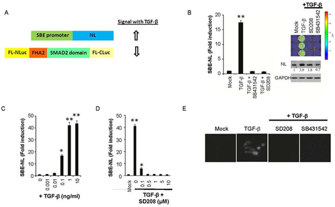 NanoLuc reporter for dual luciferase imaging in living animals. PMID: 24371848