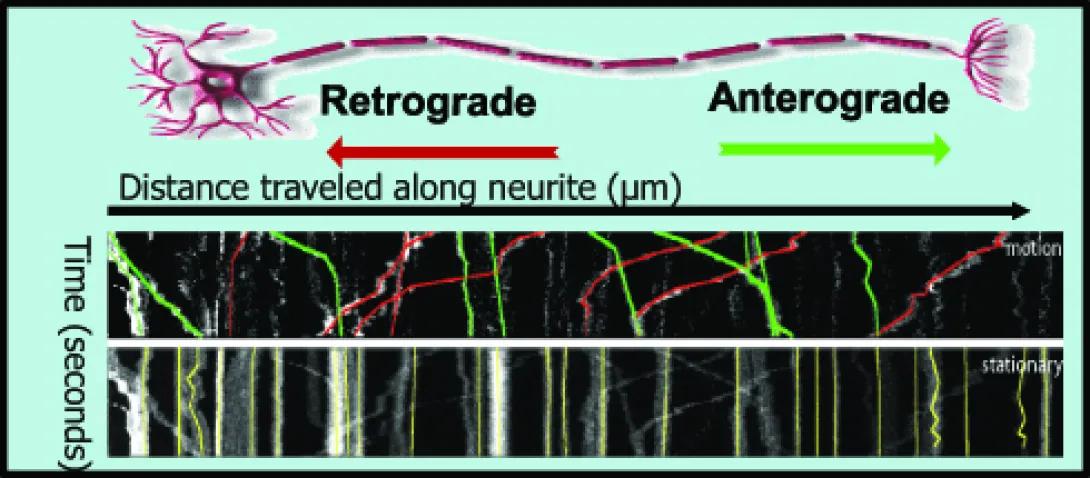 graph shows distance traveled along neurite (retrograde to anterograde) over time in seconds