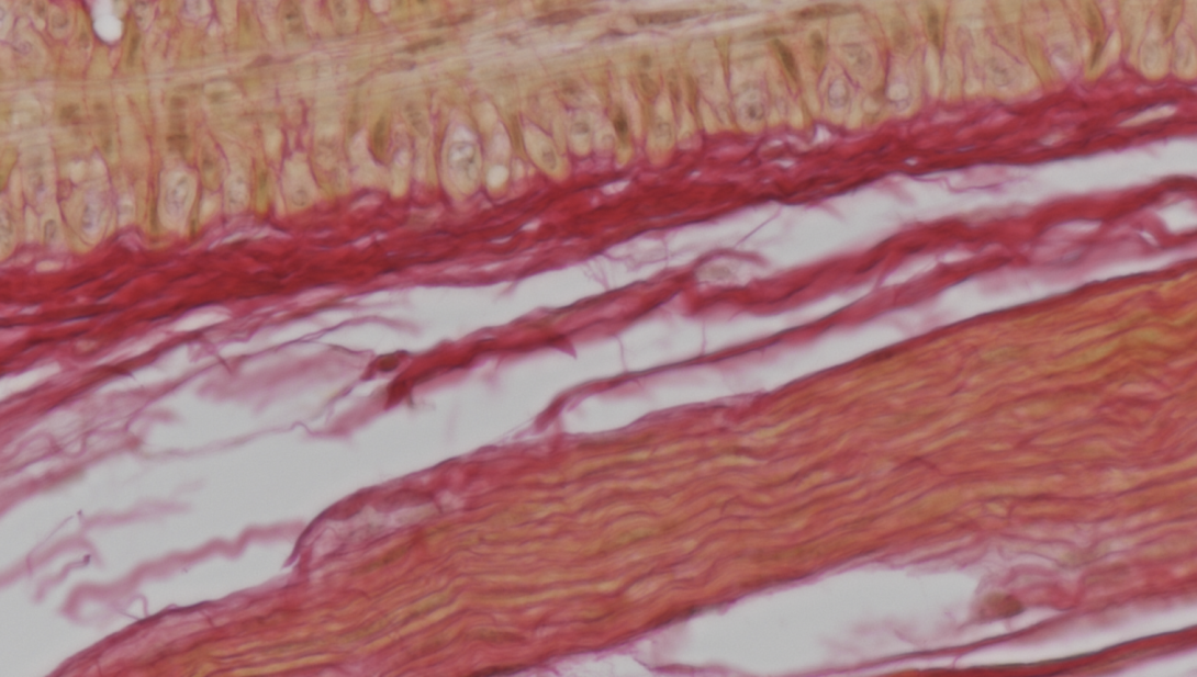 Picrosirius Red (Brightfield), mouse connective tissue, paraffin, 200X