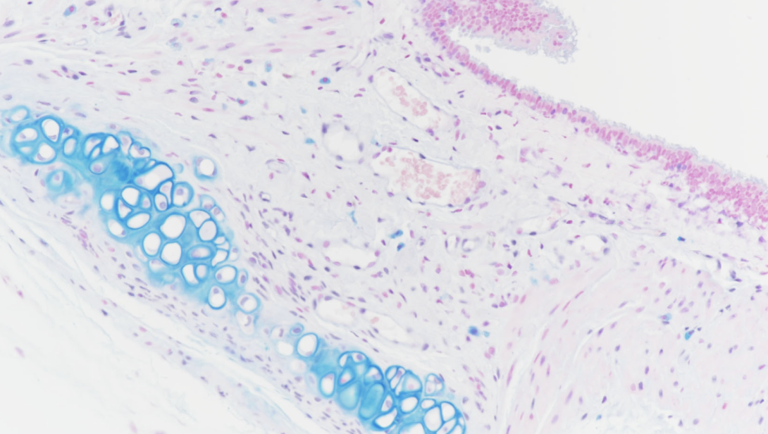 Alcian Blue, mouse trachea, 200X