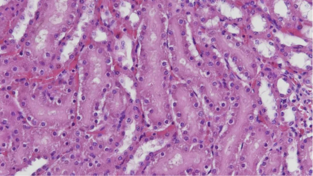 H&E, mouse kidney, paraffin, 100X