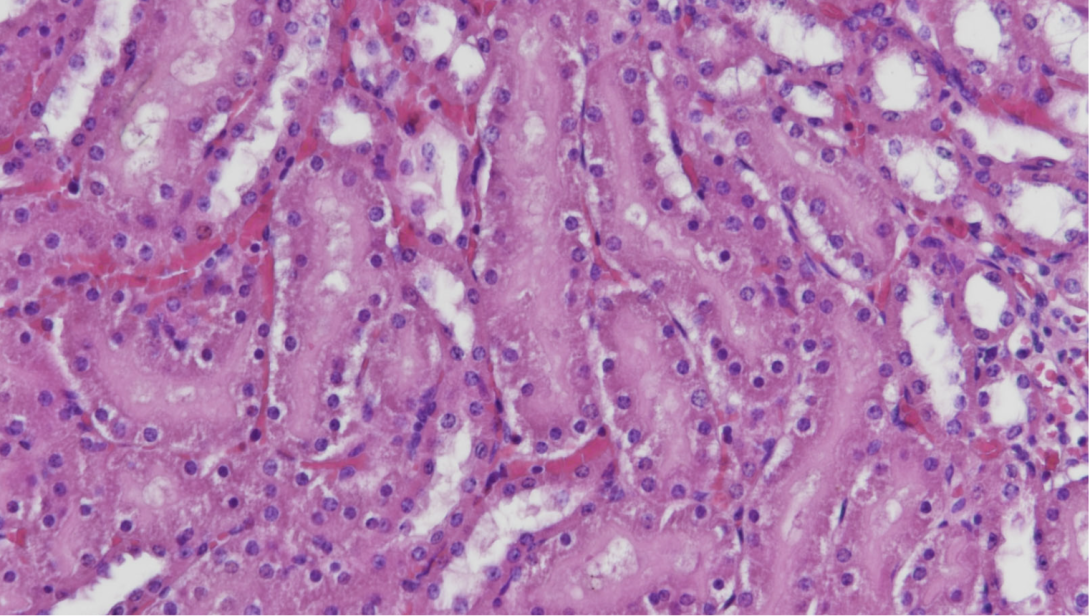 H&E, mouse kidney, paraffin, 100X