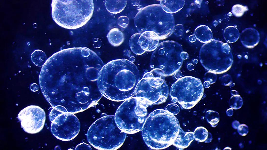 Human and mouse organoids