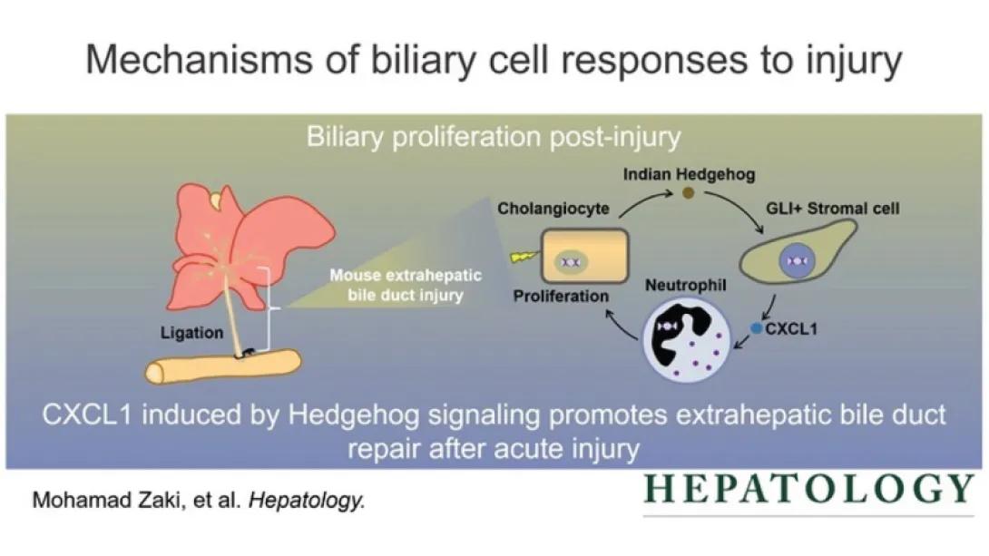  C-X-C motif chemokine ligand 1 induced by Hedgehog signaling promotes mouse extrahepatic bile duct repair after acute injury.