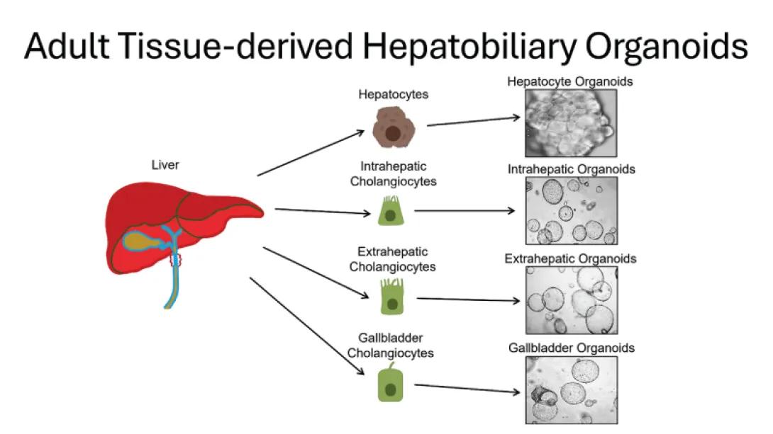 Hepatobiliary Organoids and Their Applications for Studies of Liver Health and Disease: Are We There Yet?