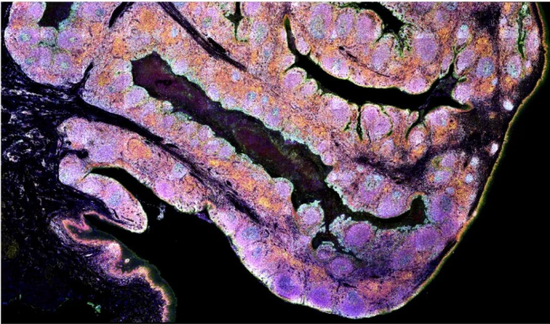 Bruker CellScape