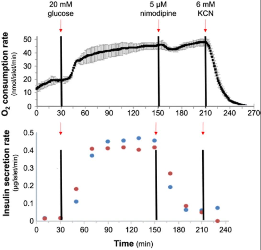 A graph regarding mitochondrial respiration and insulin secretion in mouse islets