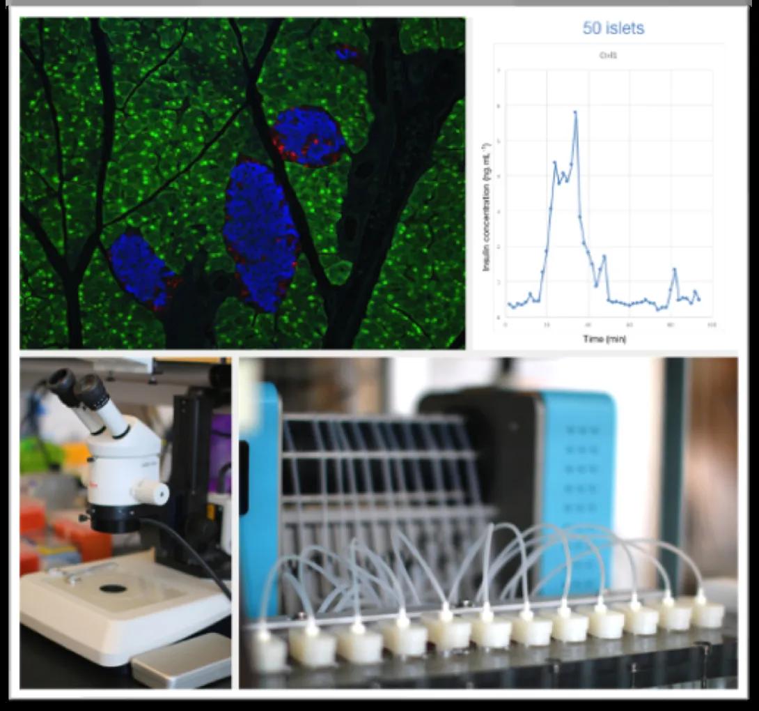 A series of images with lab equipment and cell data