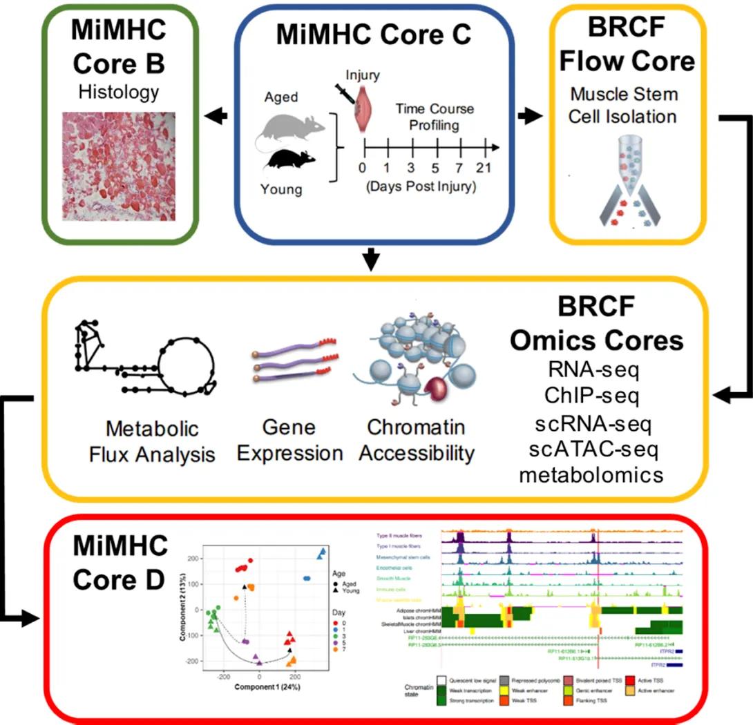 MiMHC Integrative Data Analytics Core flowchart